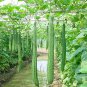 Long Loofah Organic 15 PCS Seeds