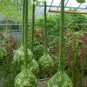 Long Handle Dipper Gourd 10 PCS Seeds