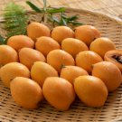 Loquat Fruit Tree 10 PCS Seeds