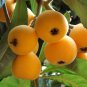 Loquat Fruit Tree 10 PCS Seeds