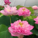 Luoyang Peonies Lotus Pink Nelumbo Nucifera DIY 1 PCS Seeds Luoyang Peonies Lotus Pink Nelumbo Nucifera DIY 1 PCS Seeds