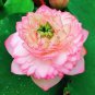 Luoyang Peonies Lotus Pink Nelumbo Nucifera DIY 1 PCS Seeds
