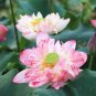 Luoyang Peonies Lotus Pink Nelumbo Nucifera DIY 1 PCS Seeds