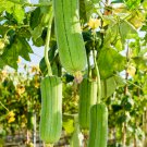 Loofah Luffa Green Fat Vegetable 10 PCS Seeds