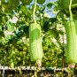 Loofah Luffa Green Fat Vegetable 10 PCS Seeds