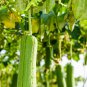 Loofah Luffa Green Fat Vegetable 10 PCS Seeds