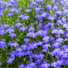 Lobelia Blue Hanging Bonsai Flower 200 PCS Seeds