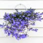 Lobelia Blue Hanging Bonsai Flower 200 PCS Seeds