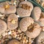 LITHOPS pseudotruncatella Succulents Garden Plants 100 PCS Seeds