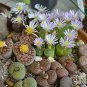 LITHOPS pseudotruncatella Succulents Garden Plants 100 PCS Seeds
