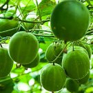 Luo Han Guo Siraitia Grosvenorii Bonsai 10 PCS Seeds