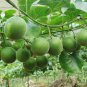 Luo Han Guo Siraitia Grosvenorii Bonsai 10 PCS Seeds