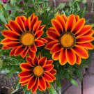 Lucky Gazania splendens Mixed Flowers 5 PCS Seeds