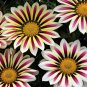Lucky Gazania splendens Mixed Flowers 5 PCS Seeds