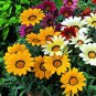 Lucky Gazania splendens Mixed Flowers 5 PCS Seeds