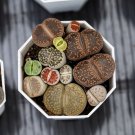 Living Stone Lithops Succulent 100 PCS Seeds Living Stone Lithops Succulent 100 PCS Seeds