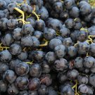 Little Bee' Black Grape Fruit 15 PCS Seeds Little Bee' Black Grape Fruit 15 PCS Seeds