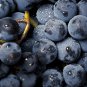 Little Bee' Black Grape Fruit 15 PCS Seeds