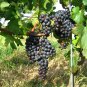 Little Bee' Black Grape Fruit 15 PCS Seeds