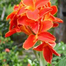 LIVE RHIZOME Large Poly Gay Canna Lily Rhizome Variegated Tricolor 5 PCS Seeds LIVE RHIZOME Large Poly Gay Canna Lily Rhizome Variegated Tricolor 5 PCS Seeds