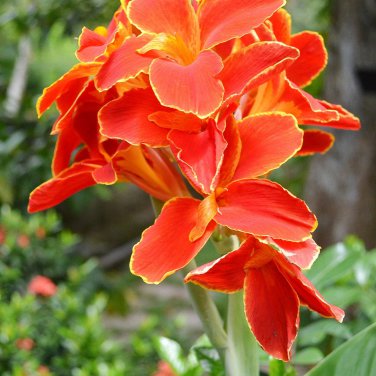 LIVE RHIZOME Large Poly Gay Canna Lily Rhizome Variegated Tricolor 5 PCS Seeds