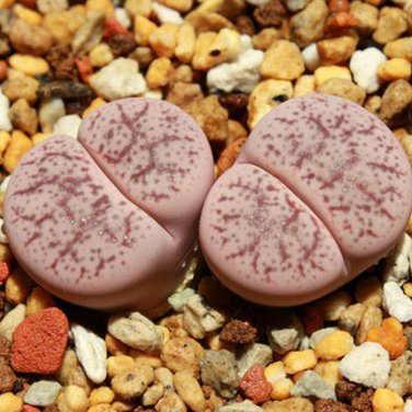 Lithops pseudotruncatella c187 Garden Plants 100 PCS Seeds