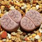 Lithops pseudotruncatella c187 Garden Plants 100 PCS Seeds