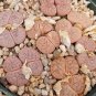 Lithops pseudotruncatella c187 Garden Plants 100 PCS Seeds