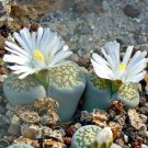 Lithops Succulents Garden Plants 100 PCS Seeds