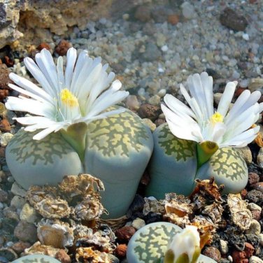 Lithops Succulents Garden Plants 100 PCS Seeds