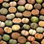 Lithops Succulents Garden Plants 100 PCS Seeds