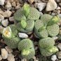 Lithops Succulents Garden Plants 100 PCS Seeds