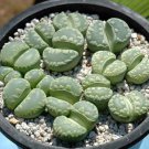 Lithops otzeniana C128A Succulents Garden Plants 100 PCS Seeds
