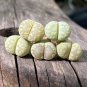 Lithops otzeniana C128A Succulents Garden Plants 100 PCS Seeds