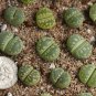 Lithops otzeniana C128A Succulents Garden Plants 100 PCS Seeds