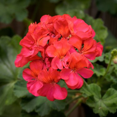 'Liuyu' Pinkish Red Geranium Flowers 10 PCS Seeds