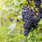 Little Bee' Black Grape Fruit 100 PCS Seeds
