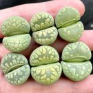 Lithops otzeniana green attempts Succulents Garden Plants 100 PCS Seeds Lithops otzeniana green attempts Succulents Garden Plants 100 PCS Seeds
