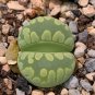 Lithops otzeniana green attempts Succulents Garden Plants 100 PCS Seeds