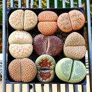 Lithops Mixed 1000 PCS Seeds