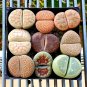 Lithops Mixed 1000 PCS Seeds