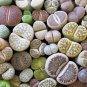 Lithops Mixed 1000 PCS Seeds