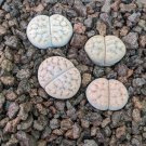 Lithops schwantesii 10 PCS Seeds
