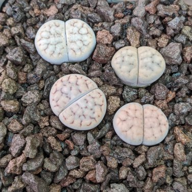 Lithops schwantesii 10 PCS Seeds