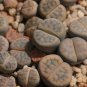 Lithops schwantesii 10 PCS Seeds