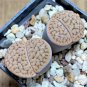 Lithops schwantesii 10 PCS Seeds