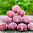 Lithops salicola Bacchus Succulents Garden Plants 100 PCS Seeds