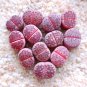 Lithops salicola Bacchus Succulents Garden Plants 100 PCS Seeds