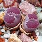 Lithops salicola Bacchus Succulents Garden Plants 100 PCS Seeds