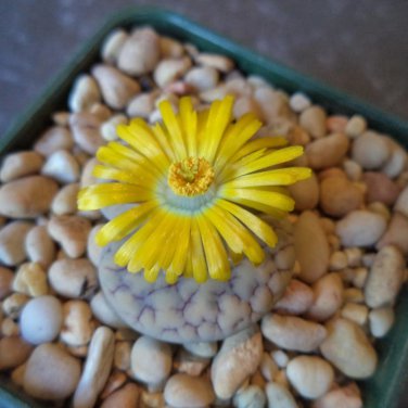 Lithops gracilidelineata Succulents Garden Plants 100 PCS Seeds